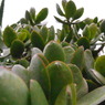 サボテンみたいな植物