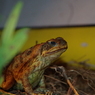 オオヒキガエル
