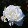 Pure White