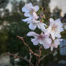 十月桜は今咲いています