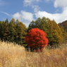 山里の楓