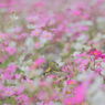 鳥たちのコスモスフェスタ 1/2