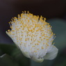 useing@