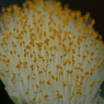 useing@
