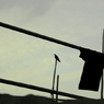 crow