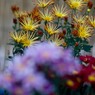 菊の展覧会６