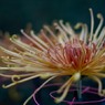 菊の展覧会７