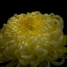 菊の展覧会１０