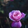 Autumn rose Ⅰ