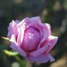 Autumn rose Ⅱ
