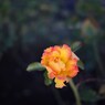 Autumn rose Ⅲ