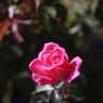Autumn rose Ⅳ