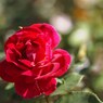 Autumn rose Ⅴ