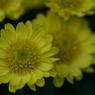 useing@