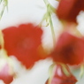 薔薇
