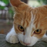 神社猫35