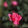 Autumn rose ⅩⅡ