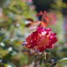 Autumn rose ⅩⅢ
