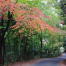 竹林と紅葉