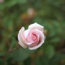 Autumn rose ⅩⅣ