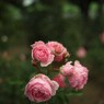 Autumn rose ⅩⅤ