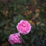 Autumn rose ⅩⅥ