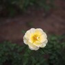 Autumn rose ⅩⅧ