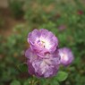 Autumn rose ⅩⅨ