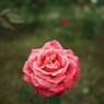 Autumn rose ⅡⅩ