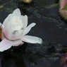 水辺に咲く花