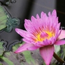 水辺に咲く花