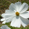 秋桜