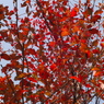 紅葉ハント　Ⅲ