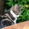 こねこ