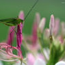 Ride on the Pink Spider