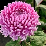 菊の花