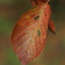 useing@