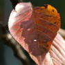useing@