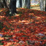 床紅葉のはじまり
