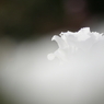 あの雲に乗って