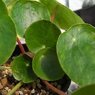 Pilea peperomioides