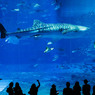 美ら海水族館の有名なジンベイザメ