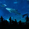 美ら海水族館の一番大きな水槽にて