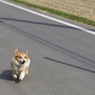 駈ける