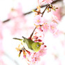 メジロのお花見