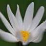 秋の花