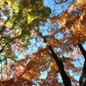 紅葉　雲場池