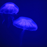 海月