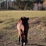 駆け寄る仔馬 8