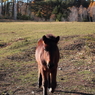 駆け寄る仔馬 8